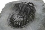 Thysanopeltis Trilobite - Top Quality Specimen #227780-4